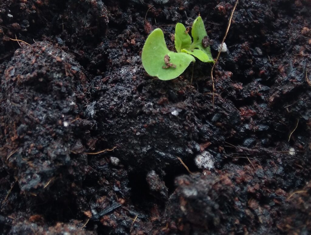 サルビア植え替え