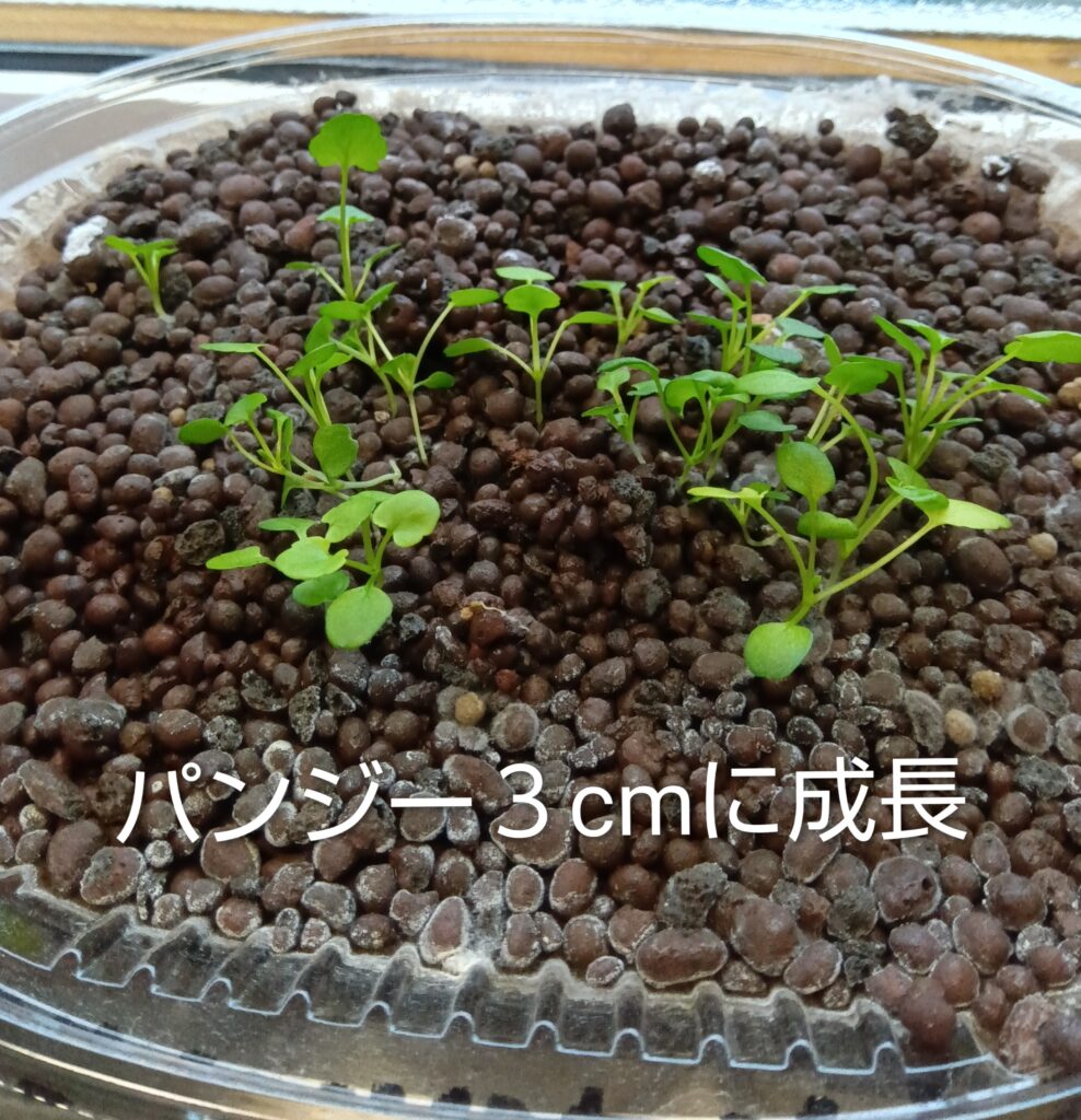 パンジー水耕栽培　ハイドロボール