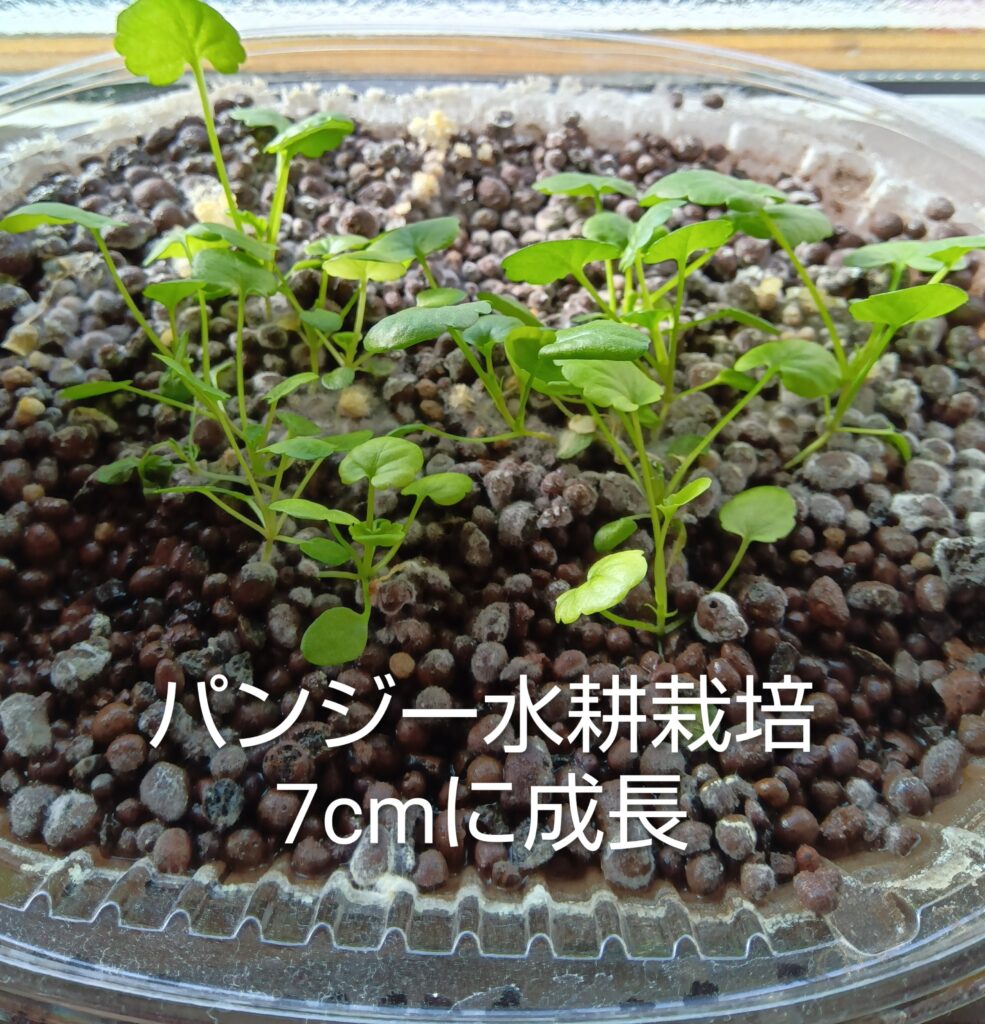 パンジー水耕栽培　ハイドロボール