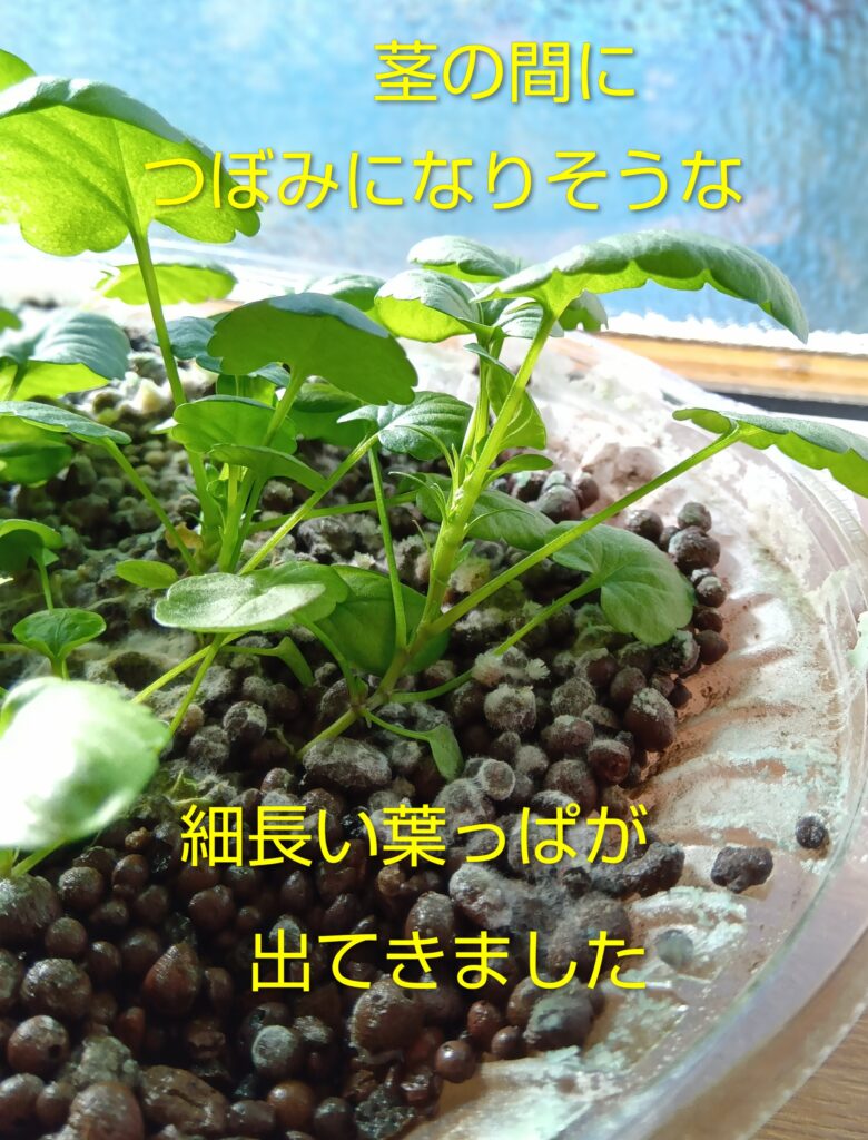 パンジー水耕栽培　ハイドロボール

