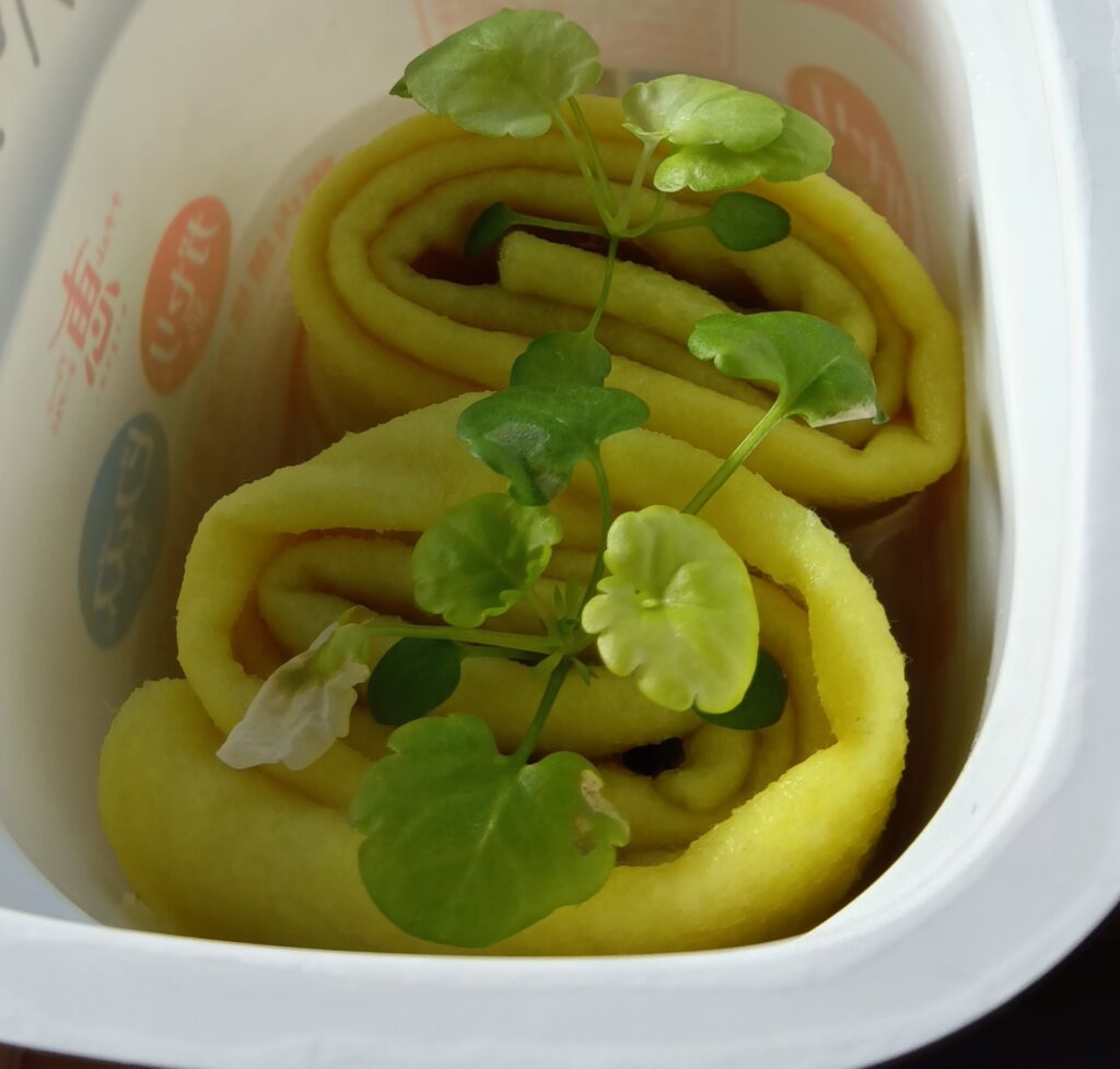 パンジーをフエルトで水耕栽培