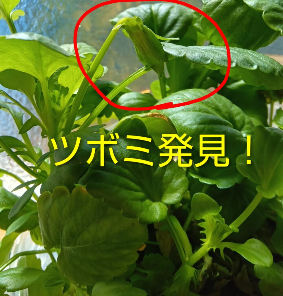 パンジー水耕栽培
ハイドロボール
育て方 栽培方法