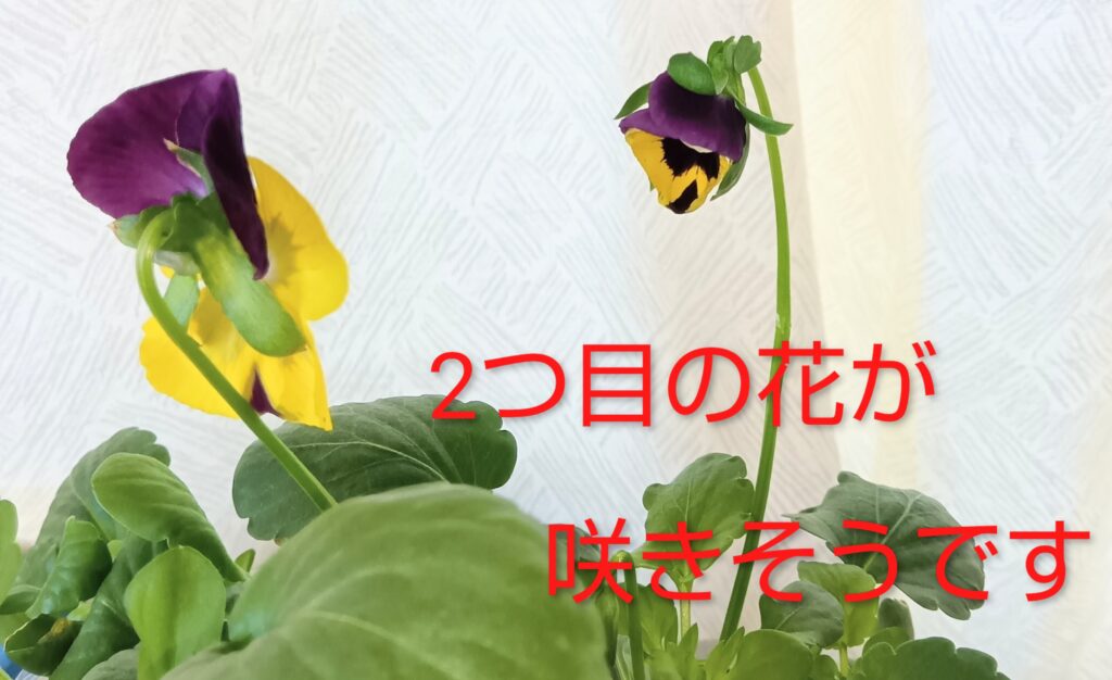 パンジー水耕栽培 ハイドロボール
育て方