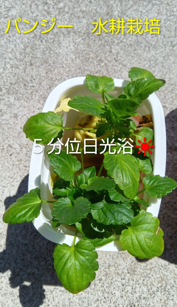 パンジー水耕栽培 フエルト
