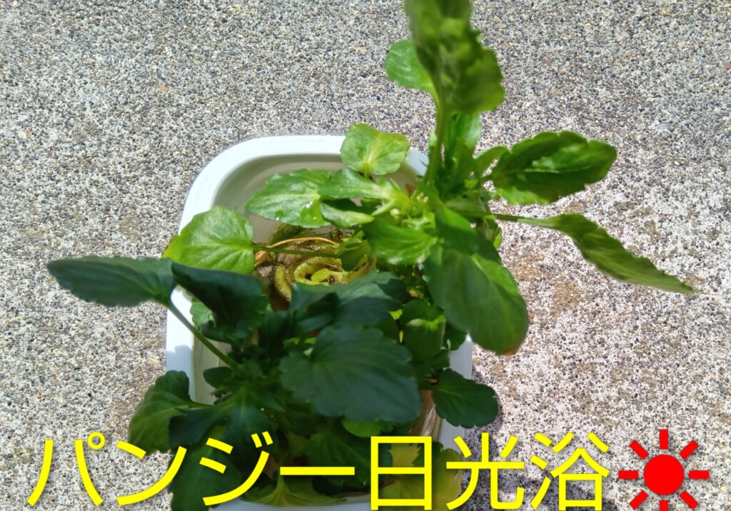 パンジー水耕栽培 、フエルト