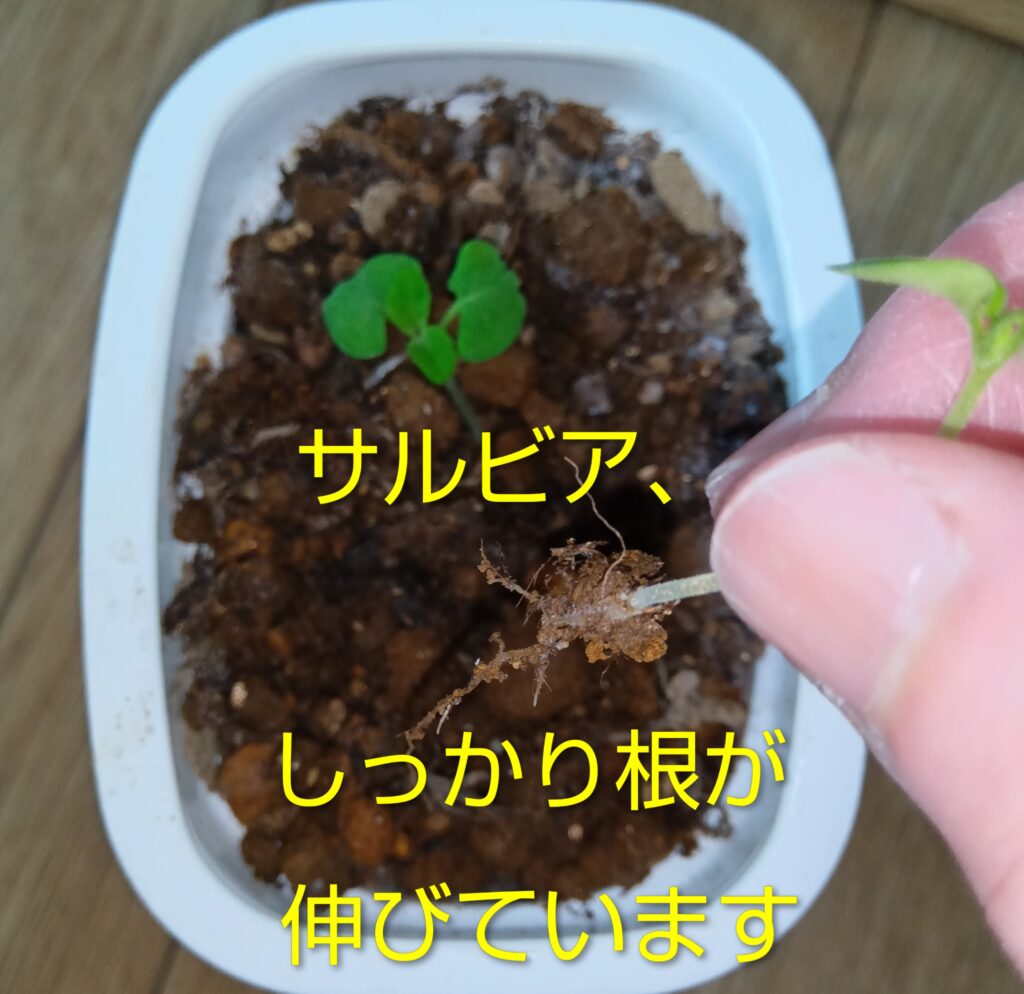 サルビア水耕栽培の方法