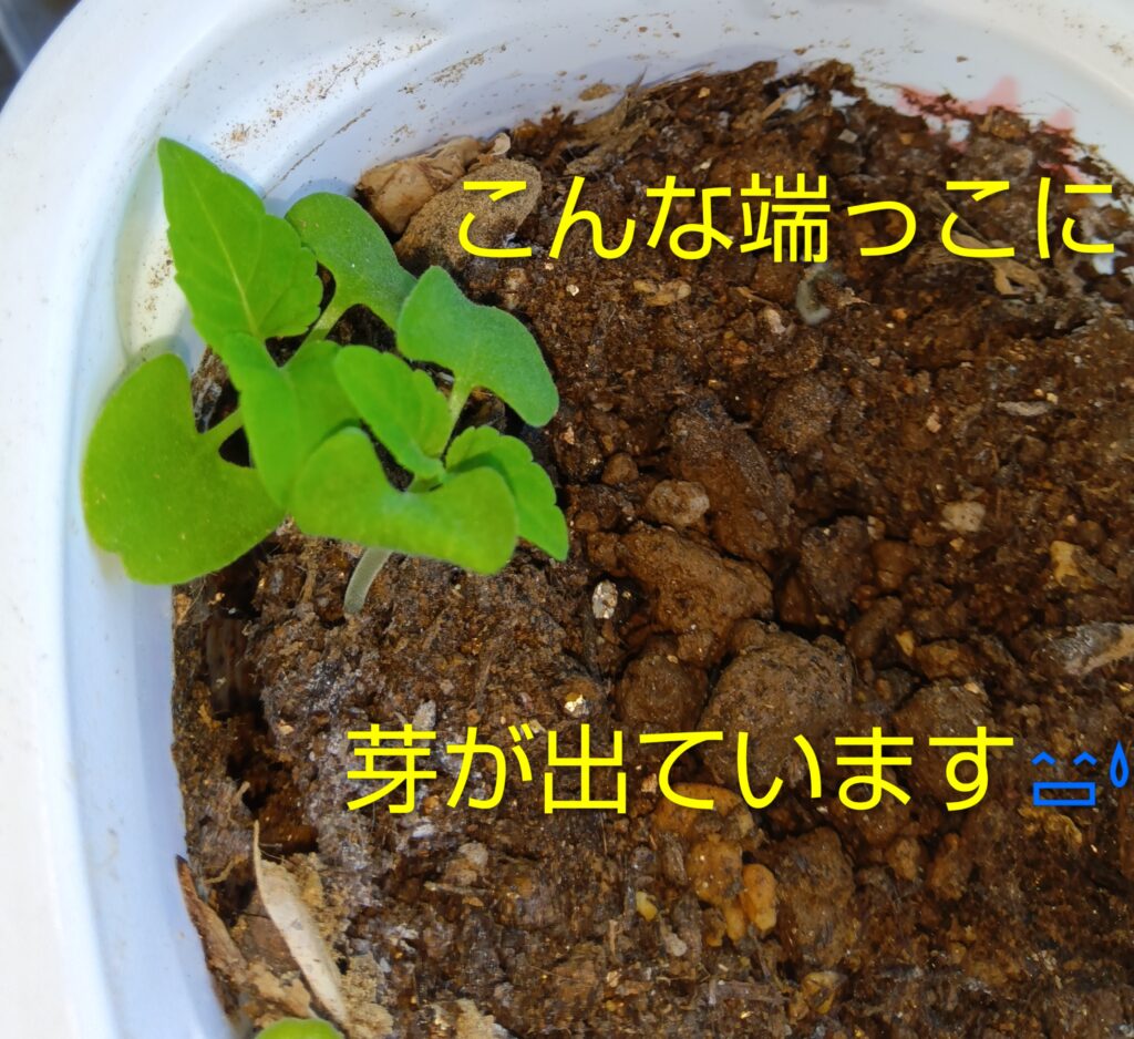 サルビア水耕栽培の方法