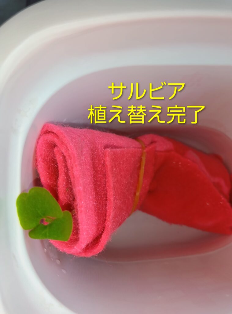 サルビア水耕栽培の方法