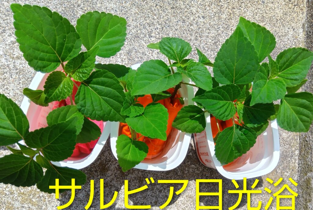 サルビアをフエルトで水耕栽培