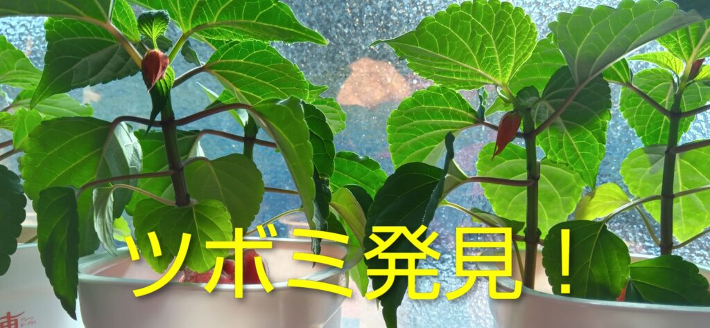サルビアをフエルトで水耕栽培
