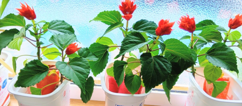 サルビアをフエルトで水耕栽培
サルビア開花