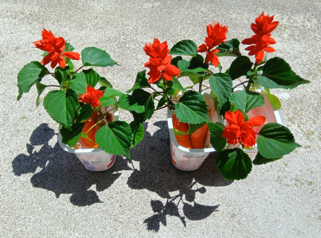 サルビアをフエルトで水耕栽培
お花が咲きました 満開