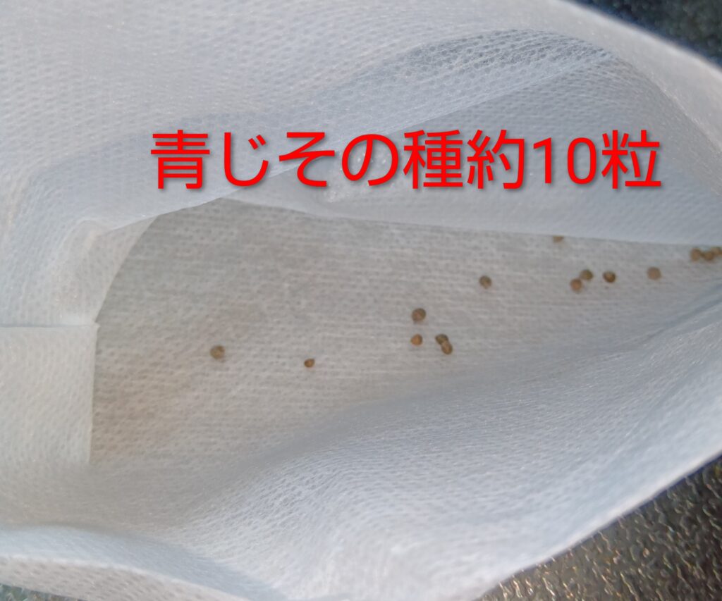 大葉　青じそペットボトルで水耕栽培、栽培方法
