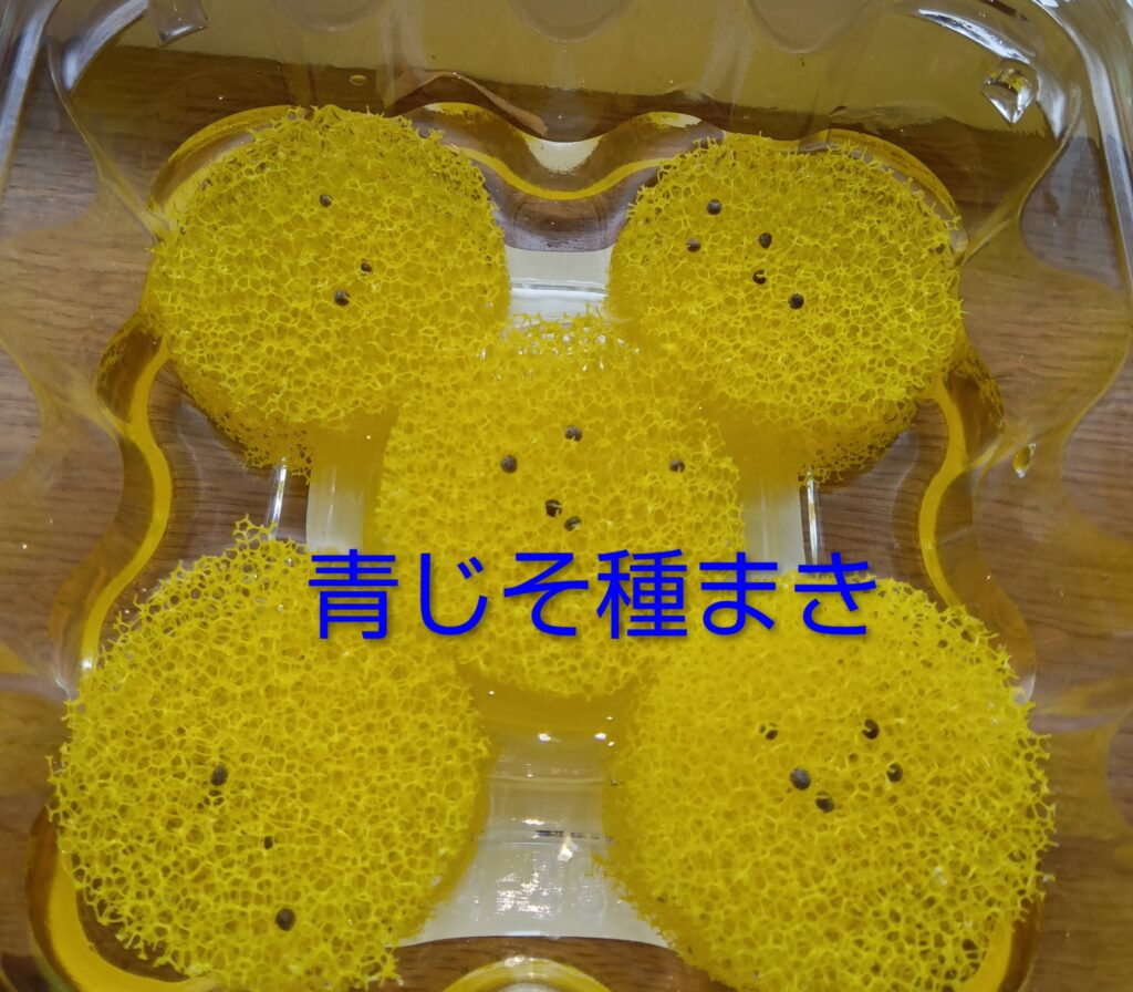 青じそペットボトルで水耕栽培
種まき