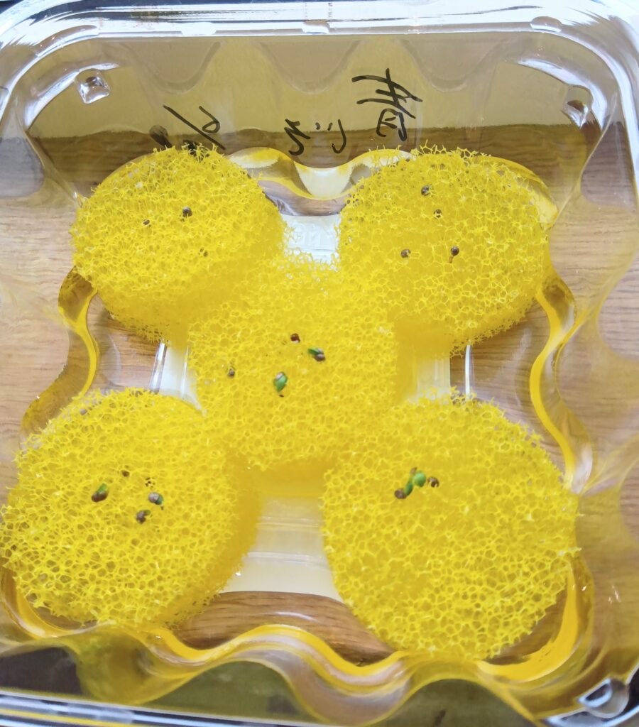 青じそペットボトルで水耕栽培
青じそ発芽